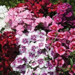 Seminte de Garofite Pitice Dianthus Plumarius, 0.4 grame, Opal